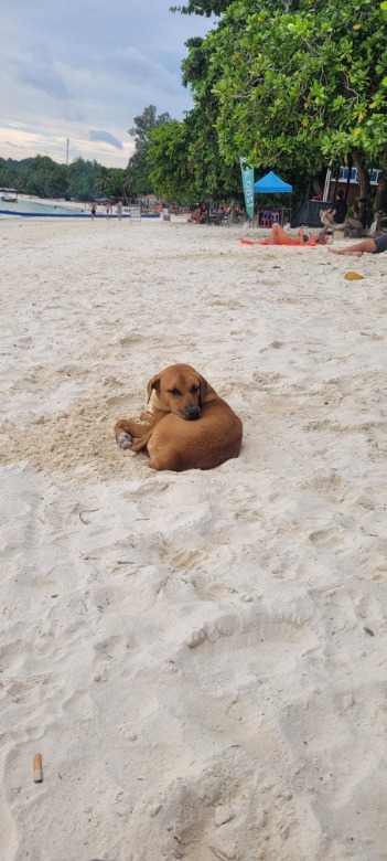 Soi Dog on Koh Lipe Soi Dog on Koh Lipe Pattaya Beach