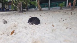 A stray dog sleeping in the sand on Koh Lipe island