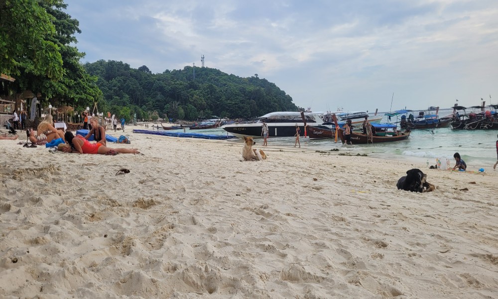 Dog lying in the sand on Koh Lipe Two dogs lying in the sand on Pattaya beach Koh Lipe.