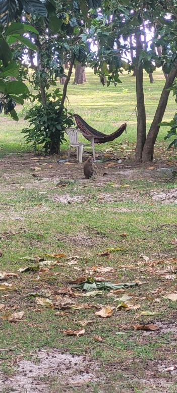 Monkey on Koh Adang